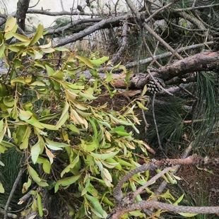 云南纯松树寄生纯天然新鲜寄生茶松木寄生茶晒干松树寄生茶