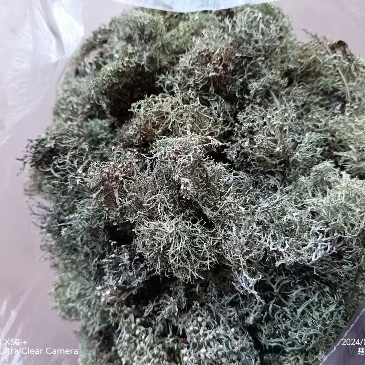 云南树花菜特产野生山珍山货树胡子菌类干货特色凉拌树花