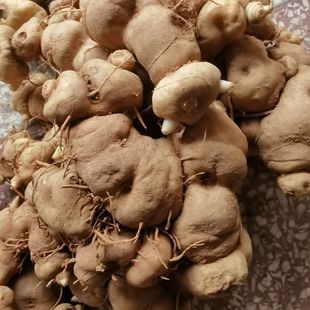 云南深山纯天然滇黄精新鲜正宗鲜货现挖洗净煲汤泡酒中药材