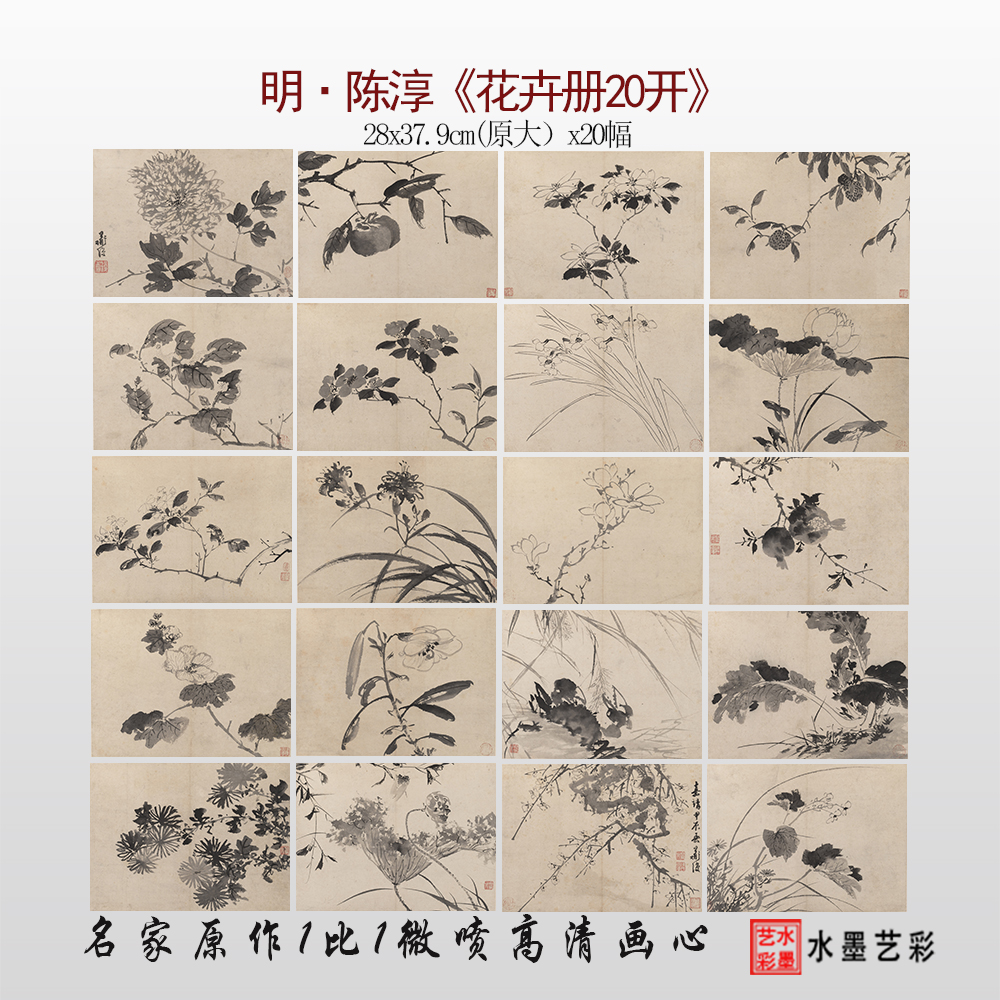 陳淳寫生花卉冊20開臨摹畫稿底稿