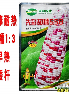 先彩甜糯558玉米种子种孑甜糯1比3春秋季播杂交玉米种籽