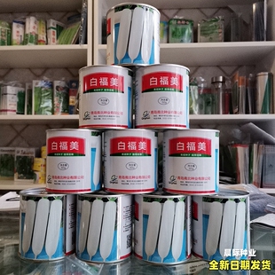 罐装白萝卜种籽 白玉春萝卜种子春秋季种植白福美优质萝卜种孑