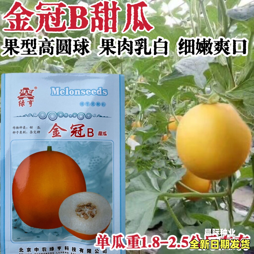 金冠B甜瓜种子果肉乳白色香甜果皮橙黄色香瓜中熟甜瓜中籽