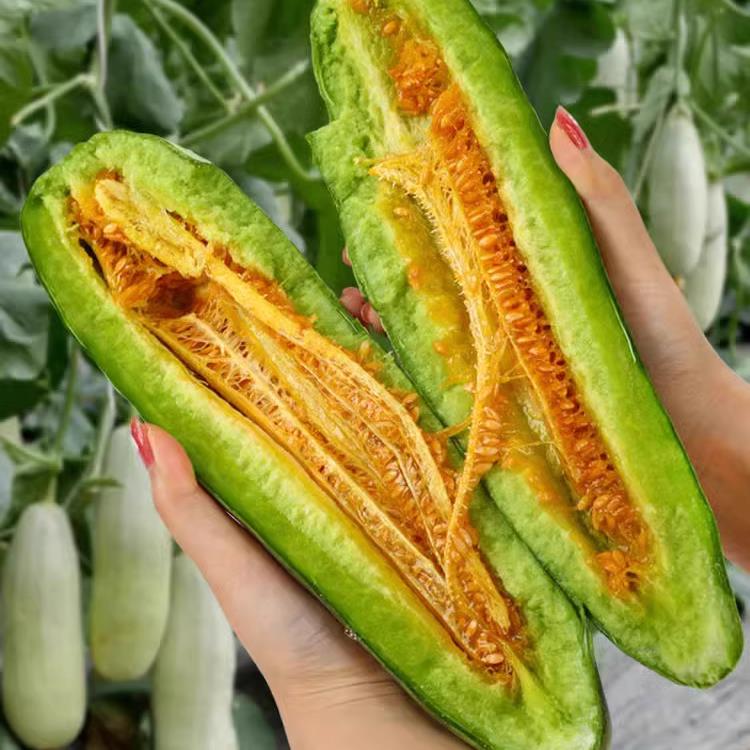 羊角蜜瓜酥甜瓜种子种籽苗蔬菜孑秧脆高产香瓜四季大全玉菇密秧苗