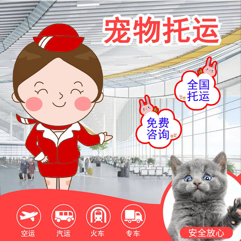 宠物托运服务全国猫咪狗狗国际空运北京上海随机专车邮寄快递运输