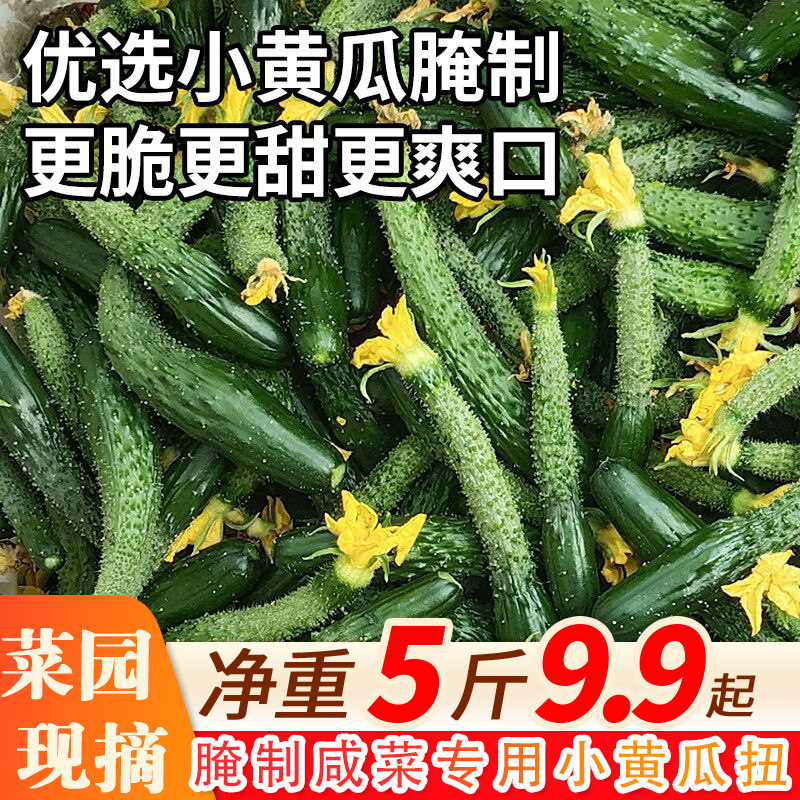 黄瓜扭现摘现发产地直供
