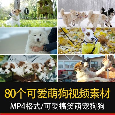 小狗狗萌宠幼犬可爱搞笑流浪狗跑吃东西玩耍4K高清实拍视频4K素材