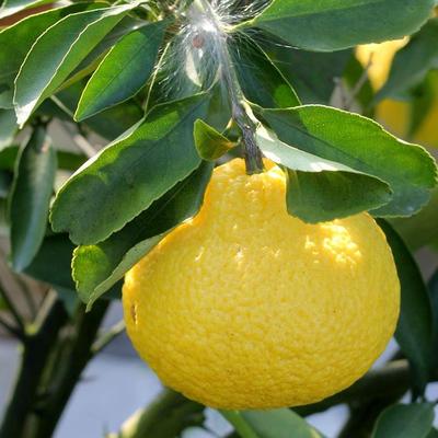 正宗晓塘产地象山特产 象山青橘子 日本春香柚柑橘 新鲜桔子水果