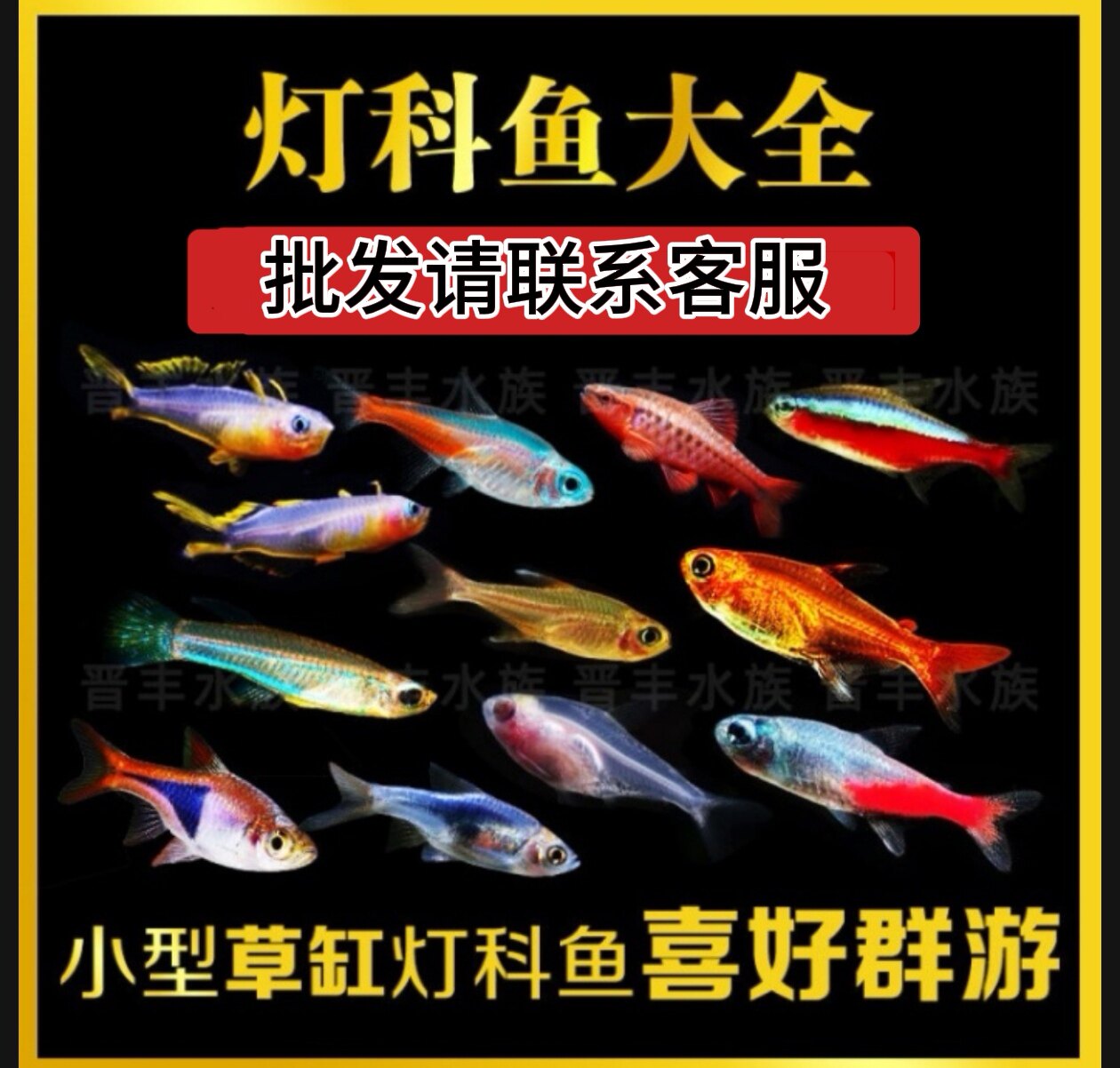 热带观赏鱼红绿灯科鱼三角灯鱼樱桃灯鱼孔雀金波子鱼