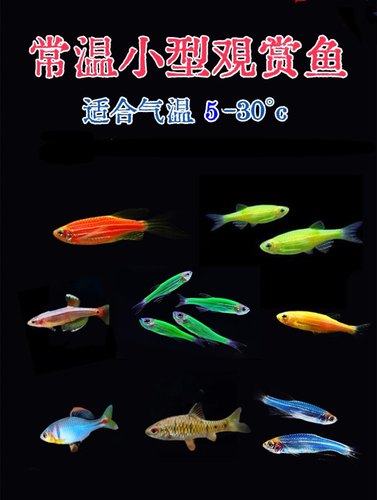 金丝鱼灯鱼观赏鱼冷水鱼斑马鱼