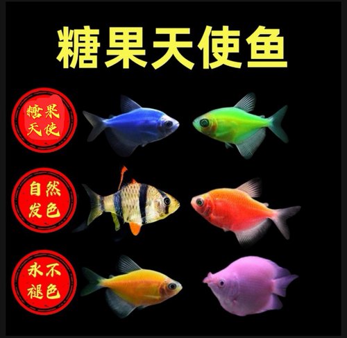 亲嘴鱼接吻鱼虎皮鱼糖果天使鱼不褪色热带观赏鱼活体 - 封面