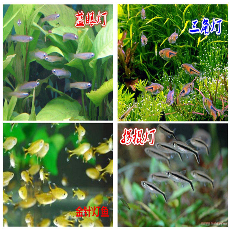 三角灯鱼拐棍灯鱼企鹅灯鱼金针灯鱼蓝眼灯鱼水草缸灯科鱼活体