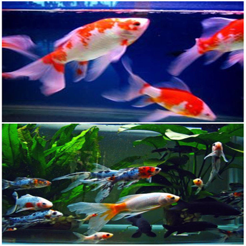 红草金鱼草鲫鱼花草金鱼冷水颜色可搭配观赏鱼活体