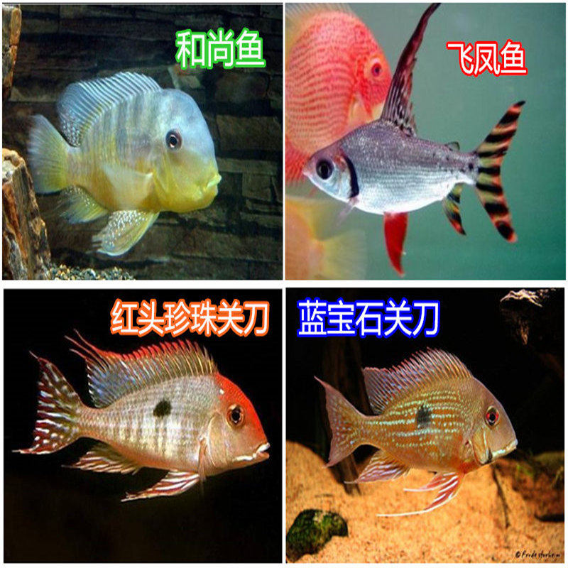和尚鱼红珍珠关刀鱼蓝宝石关刀鱼朱巴力鱼朱巴利鱼旗鱼飞凤鱼活体