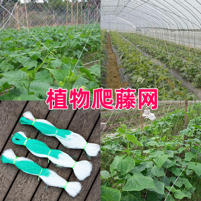 牛老师爬藤网农用种菜种植攀爬网