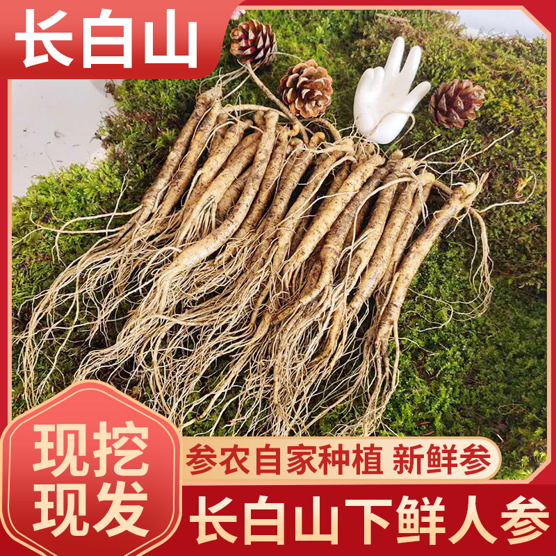 东北长白山人参一元一根小鲜参可种植煲汤泡茶养生茶人参苗产地