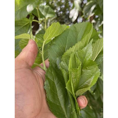 新鲜桑叶春蚕食物纯叶片饲料学生养蚕现摘嫩叶大蚕宝宝饲料大小蚕
