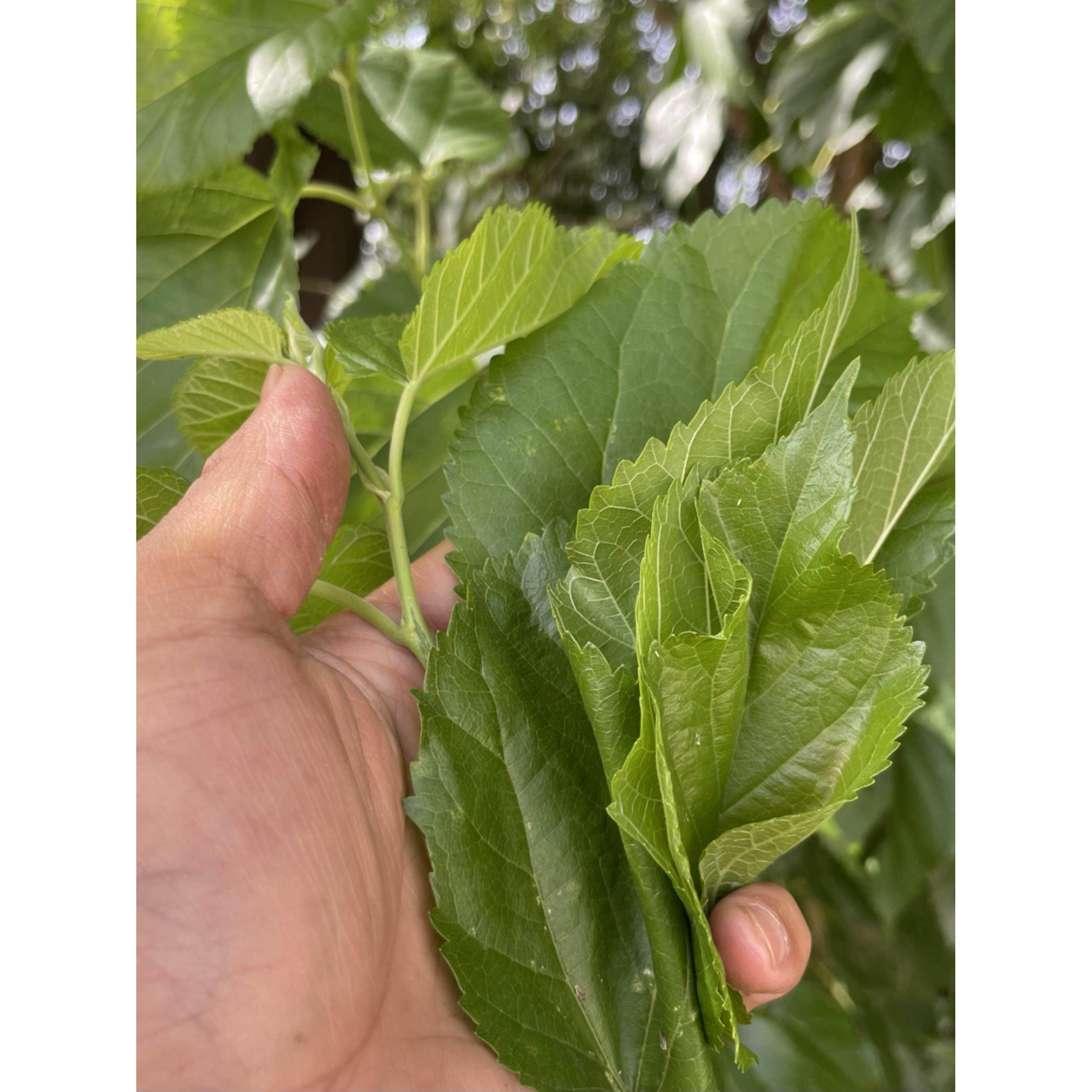 新鲜桑叶春蚕食物纯叶片饲料学生养蚕现摘嫩叶大蚕宝宝饲料大小蚕