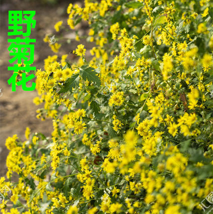 中草药 新鲜野菊花全棵切段晾晒干品盆栽山菊花根