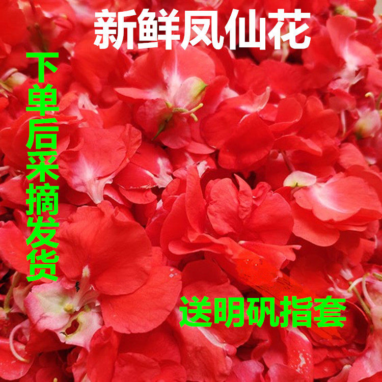 新鲜红白凤仙花花瓣泡酒打浆泡醋小桃红指甲草花包染指甲