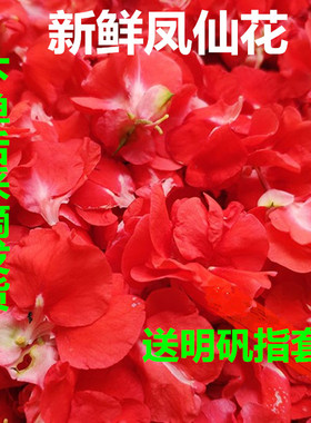 新鲜红白凤仙花花瓣泡酒打浆泡醋小桃红指甲草花包染指甲
