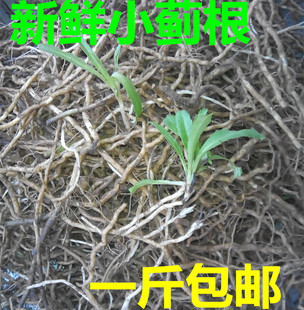 新鲜 小蓟根刺角芽根 .刺菜根一 斤包邮