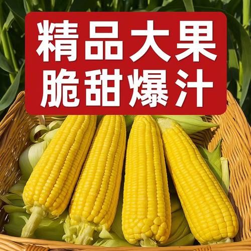 云南水果玉米带皮9斤新鲜生吃脆甜玉米棒子苞谷米现摘糯包邮蔬菜