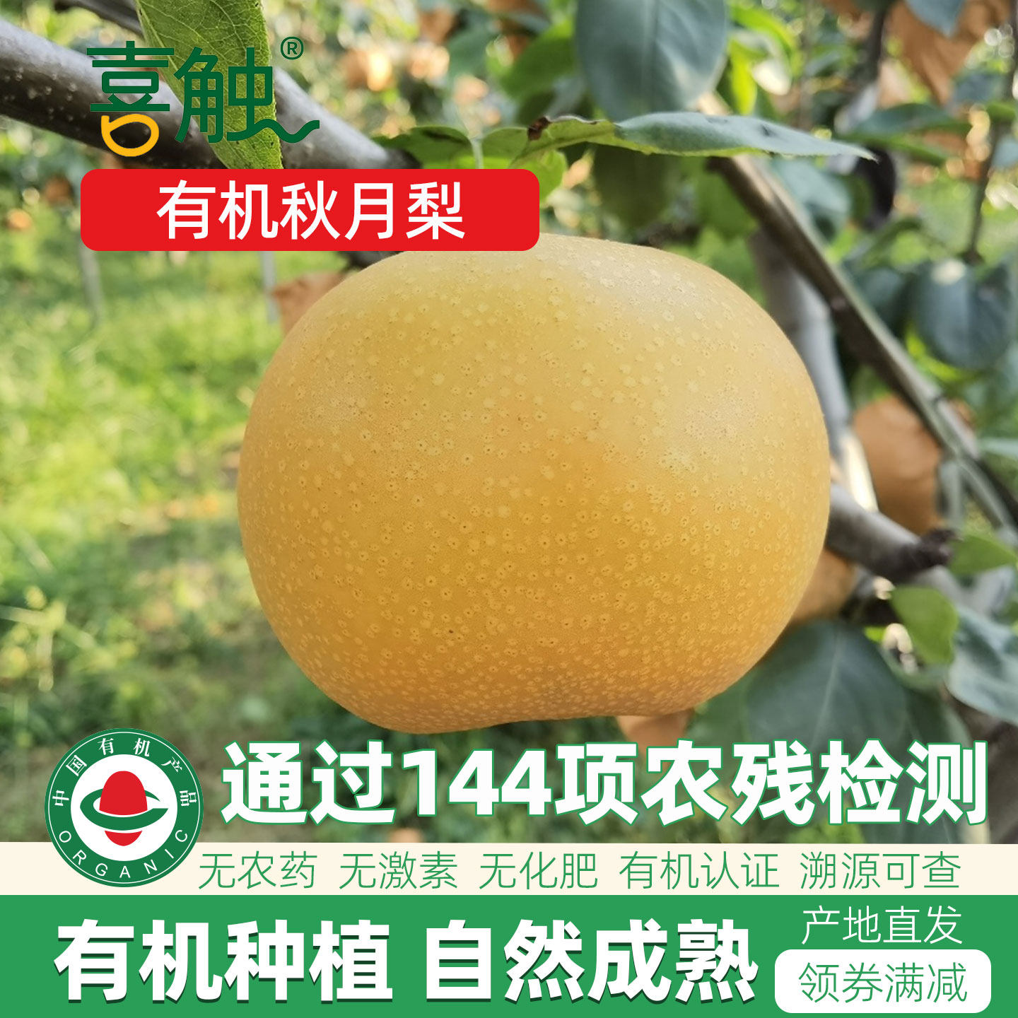 有机秋月梨子当季新鲜无农药水果