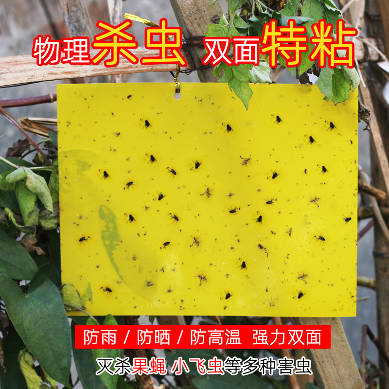 粘虫板诱虫板黄板小飞虫双面果蝇
