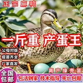 一斤正宗麻鸭子活苗高产蛋绿壳蛋土鸭苗金锭高邮麻鸭脱温小鸭子苗