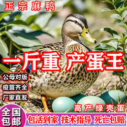 一斤正宗麻鸭子活苗高产蛋绿壳蛋土鸭苗金锭高邮麻鸭脱温小鸭子苗