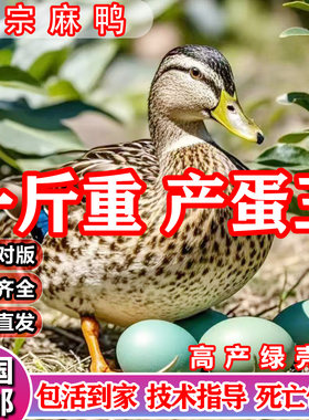 高产蛋青头麻鸭活体鸭苗水鸭子苗