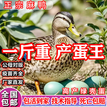 一斤正宗麻鸭子活苗高产蛋绿壳蛋土鸭苗金锭高邮麻鸭脱温小鸭子苗