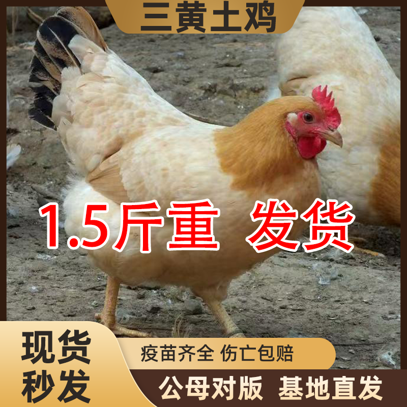 1.5斤纯种三黄土鸡活苗农村散养土鸡正宗三黄鸡脱温母鸡小鸡活苗,农用物资,动物种苗,淘宝优惠券,粉丝福利购,淘宝优惠卷