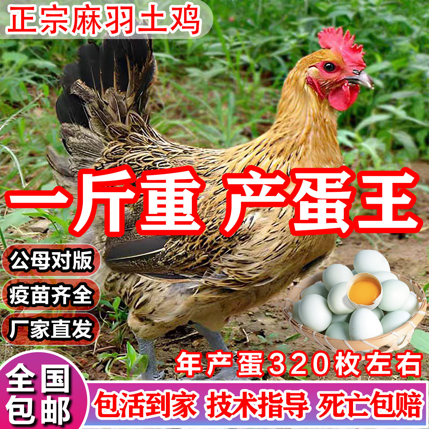 一1斤麻羽活鸡小鸡活苗鸡苗批发