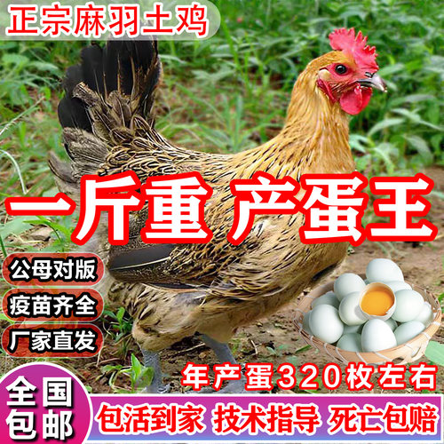 一1斤麻羽活鸡小鸡活苗鸡苗批发
