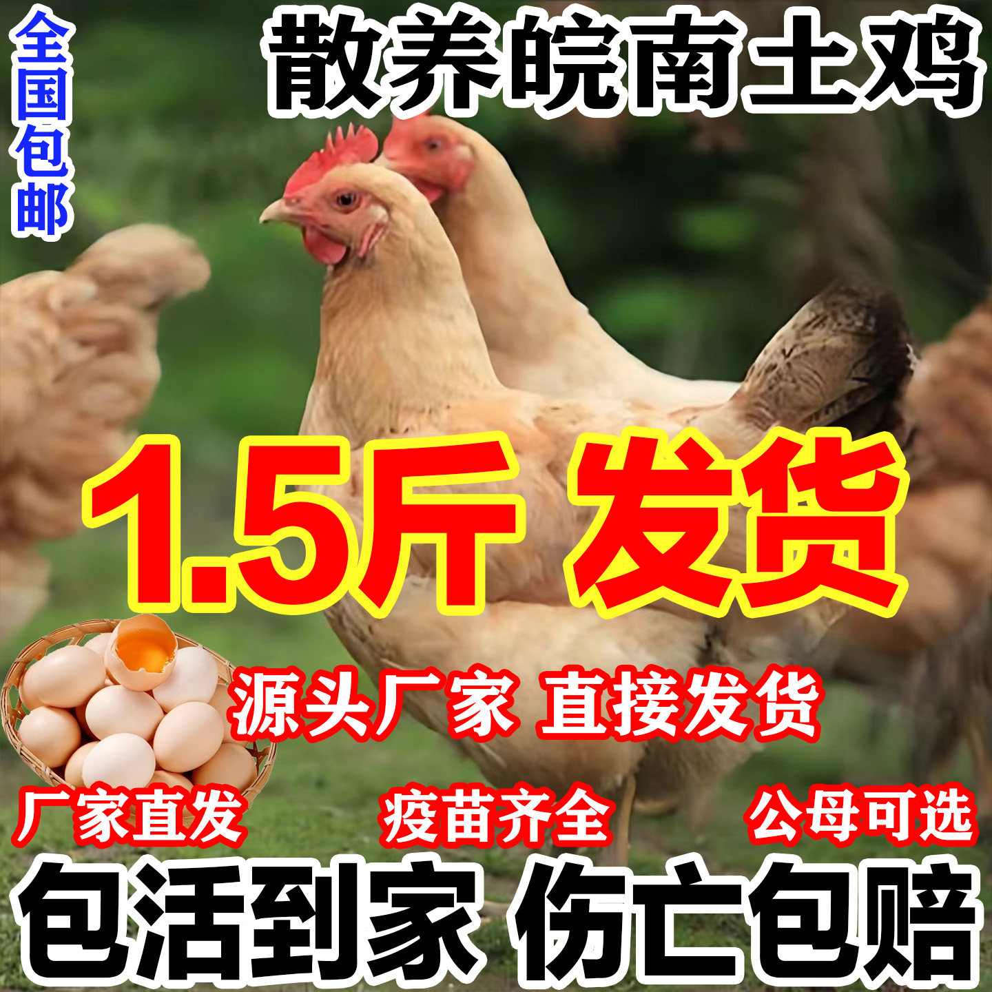 纯种皖南土鸡活苗半大小土鸡苗高产蛋农村散养柴鸡小鸡仔小鸡活苗,农用物资,动物种苗,淘宝优惠券,粉丝福利购,淘宝优惠卷