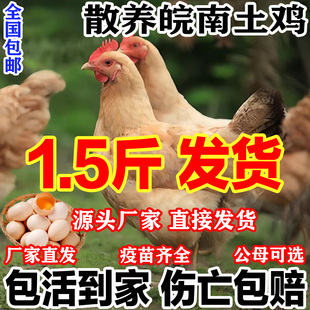 纯种皖南土鸡活苗半大小土鸡苗高产蛋农村散养柴鸡小鸡仔小鸡活苗