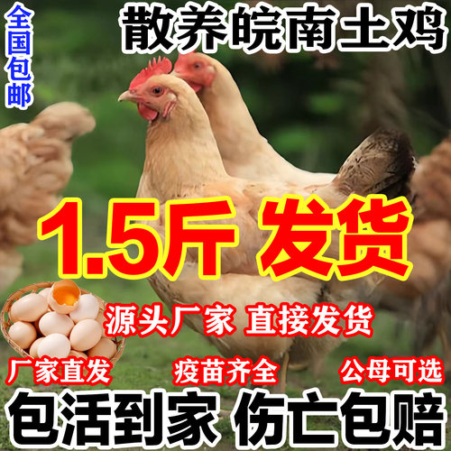 高产蛋鸡苗皖南土鸡活苗脱温鸡苗