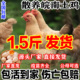 纯种皖南土鸡活苗半大小土鸡苗高产蛋农村散养柴鸡小鸡仔小鸡活苗