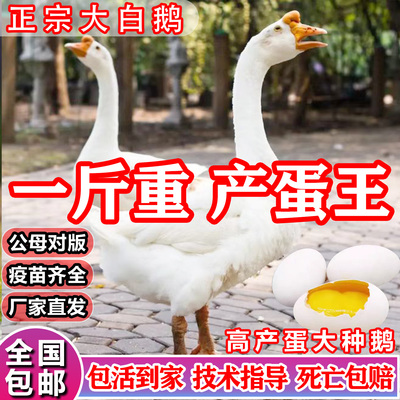 产蛋王狮头鹅百子鹅脱温散养鹅苗