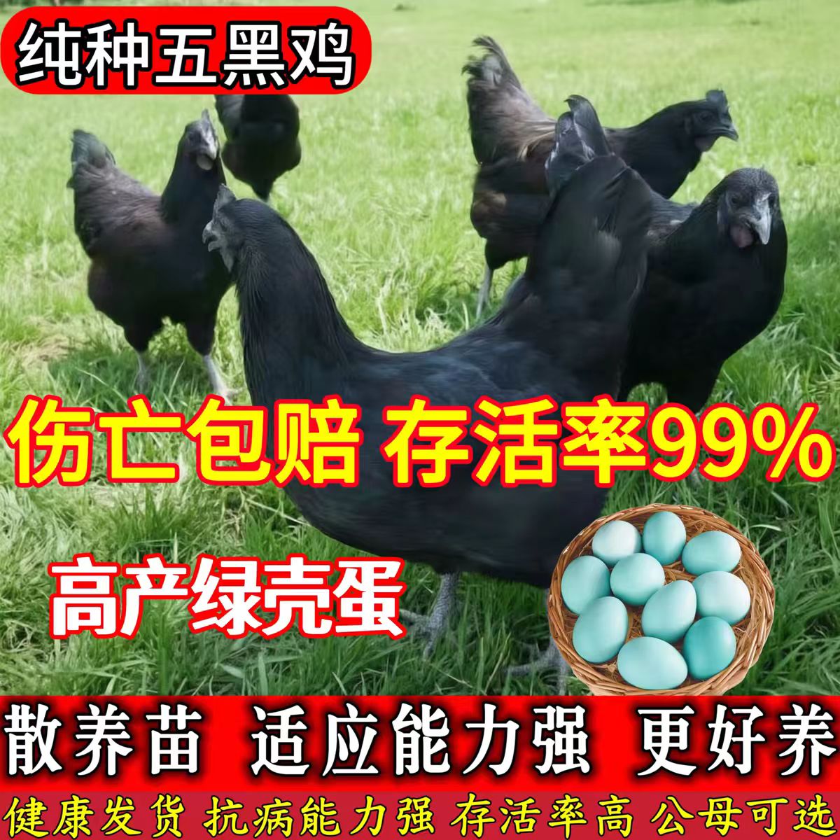 五黑乌骨鸡活体苗小鸡仔苗批发