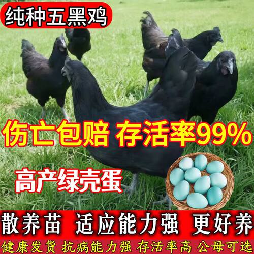五黑乌骨鸡活体苗小鸡仔苗批发