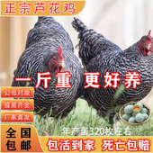 一斤纯种芦花鸡活苗正宗芦花绿壳蛋鸡脱温小鸡活苗半大青年鸡土鸡