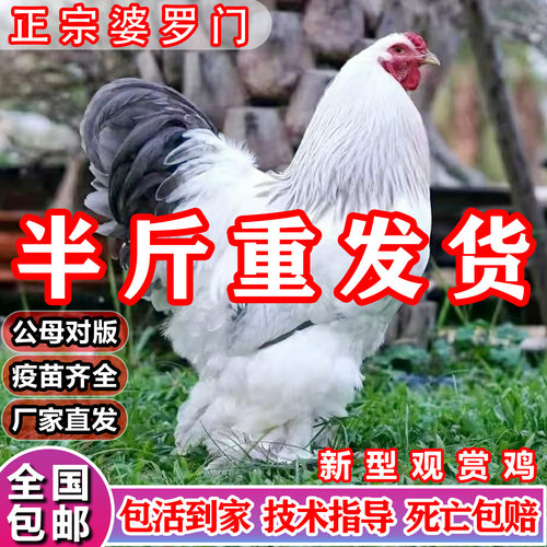 正宗婆罗门鸡活苗宠物鸡梵天鸡
