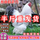 正宗婆罗门鸡活苗纯种巨型梵天鸡小鸡活苗观赏鸡宠物鸡脱温半大鸡