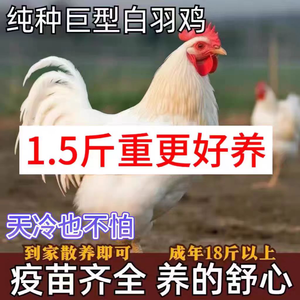 纯种白羽鸡活体苗小鸡仔鸡苗批发