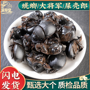 蜣螂中药材100g克 野生屎壳郎 圣甲虫 大将军 清水蜣螂虫 包邮