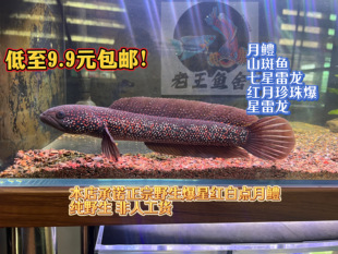 七星鱼活体淡水赤雷龙月鳢鱼广温观赏鱼 纯正山斑红月鳢
