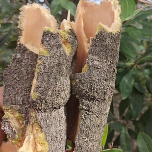 云南新鲜杨梅树皮 杨梅树皮 杨梅皮 杨梅树皮新鲜包邮500克